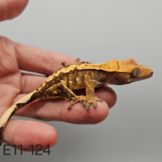 노멀 트라이 익스트림할리퀸