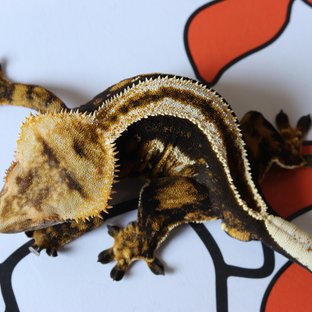 슈퍼스트라이프 (부)