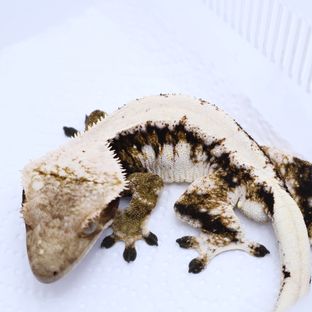 레이지 (부)
