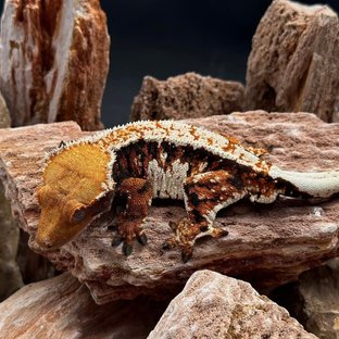 트라이 텐저린 화이트 (부)