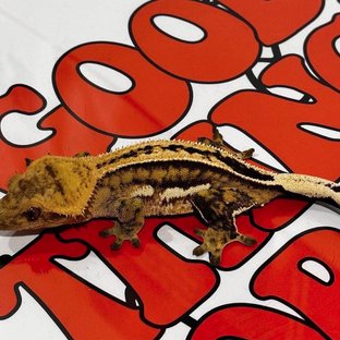 슈퍼스트라이프 (모)