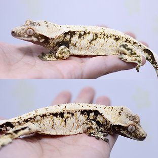 트라이 (부)