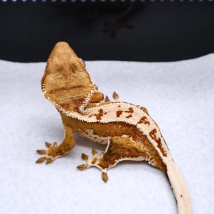 Tri Creamsicle