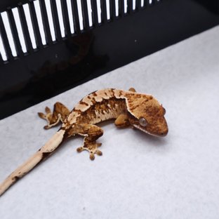 Tri White Crown White Pin White