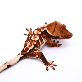 Tri Drippy White Spot White Pin Tangerine White