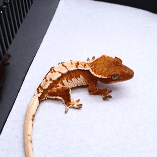 Tri Tangerine White