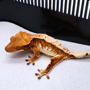 Tri Tangerine