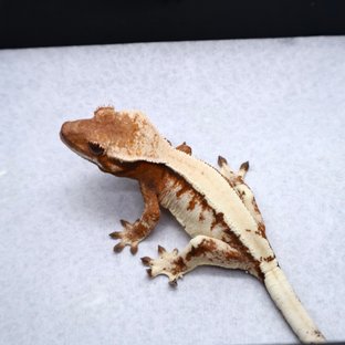 Sable Tangerine White