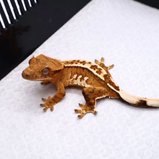 Tri Creamsicle White