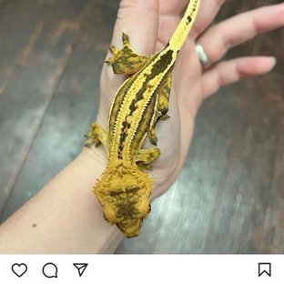 직수입그릭스SS