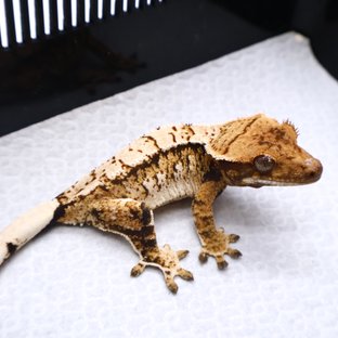 트라이 드리피 화이트크라운 화이트핀 화이트