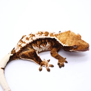 Tri Tangerine White