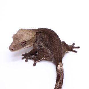 아잔틱 벅스킨 블랙