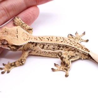 Tri Drippy White Spot White Pin White