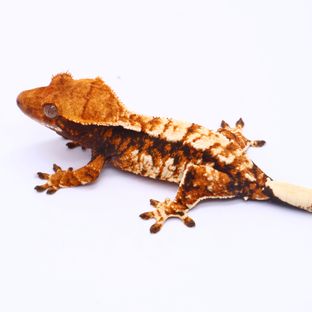 트라이 화이트스팟 화이트핀 텐저린 화이트 바브