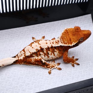 Tri Tangerine White