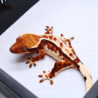 Tri Tangerine White