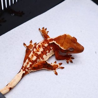 Tri Tangerine White