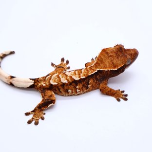 Tri Tangerine White