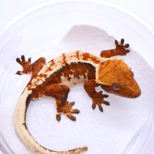 Tri Tangerine