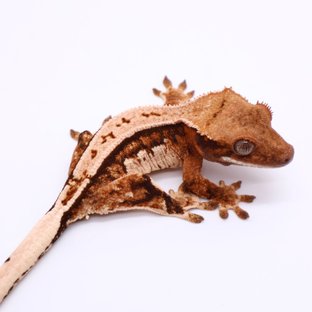 트라이 드리피 화이트스팟 화이트핀 텐저린 화이트