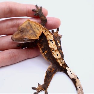 100% Het Axanthic