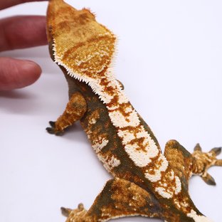 Tri White Tangerine