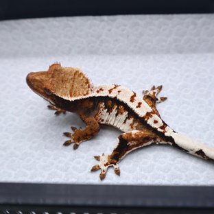 트라이 텐저린 화이트