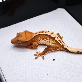 트라이 화이트크라운 화이트핀 텐저린 화이트