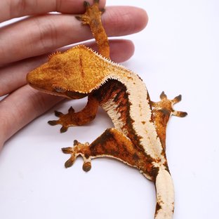 i45