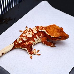 Tri Tangerine White