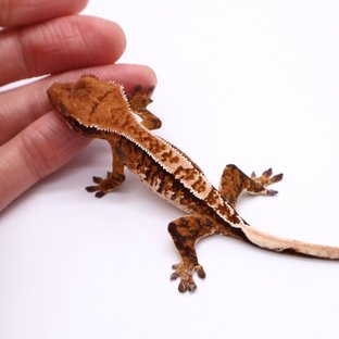 트라이 드리피 화이트스팟 화이트핀 텐저린 화이트