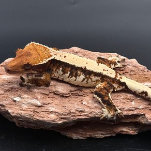 트라이 솔리드백 화이트스팟 화이트핀 텐저린 화이트