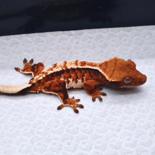 트라이 텐저린 화이트