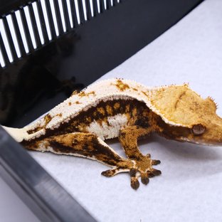 Tri Tangerine White