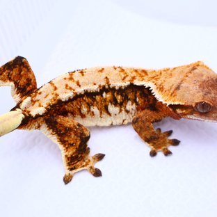 사티아 바브라인