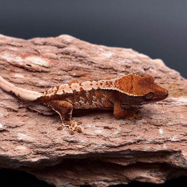 Tangerine White Spot White Drippy Tri White Pin