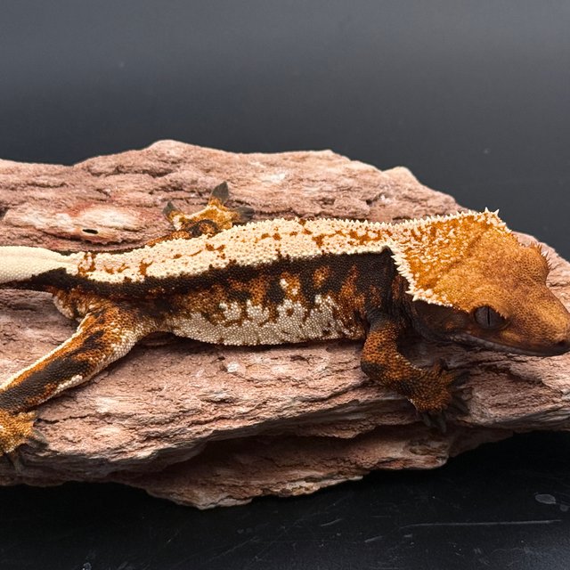 White Tri White Spot Black Tangerine White Pin