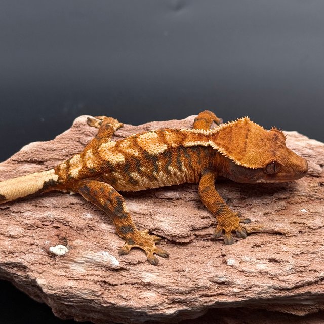 Tri Extreme Harlequin White Spot White Pin Tangerine White