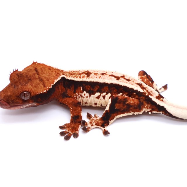 White Pin Tangerine Tri Pinstripe White White Spot