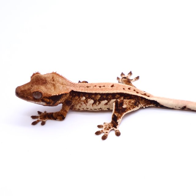 Tri White Pin White Crown Tangerine White Full Pinstripe