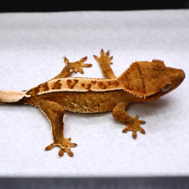 트라이 크림시클 화이트크라운 화이트핀