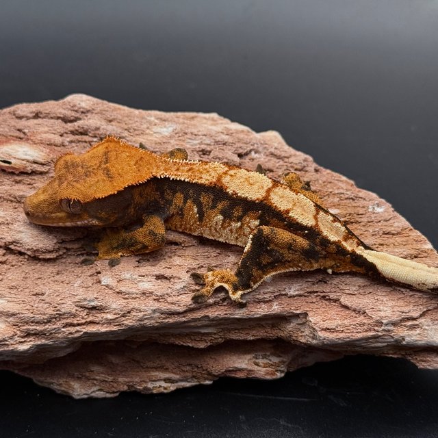 Tri Drippy White Spot White Pin White