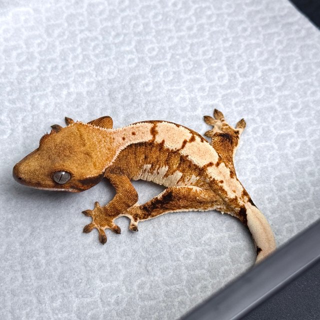 Tri Drippy White Spot White Pin White