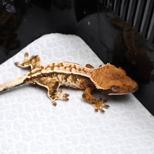 Tri Drippy White Spot White Pin White Black