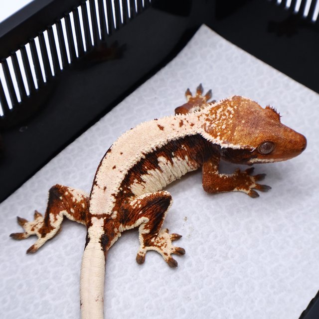 Tri Tangerine