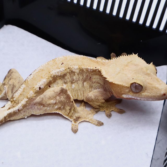 100% Het Axanthic