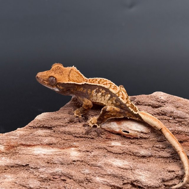 Tri Drippy White Spot White Pin Black White