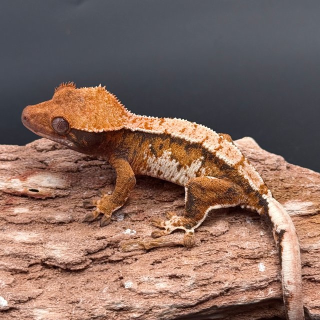 Tri Extreme Harlequin White Spot White Pin Tangerine White