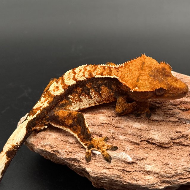 Tri White Spot White Pin Black Tangerine White